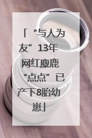 “与人为友”13年 网红麋鹿“点点”已产下8胎幼崽