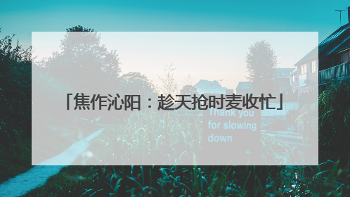焦作沁阳：趁天抢时麦收忙