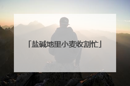 盐碱地里小麦收割忙
