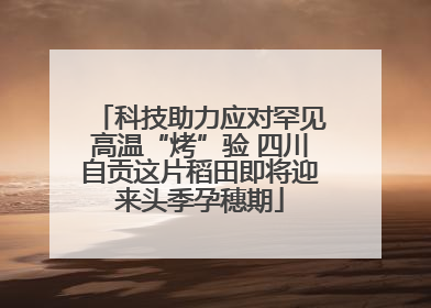 科技助力应对罕见高温“烤”验 四川自贡这片稻田即将迎来头季孕穗期