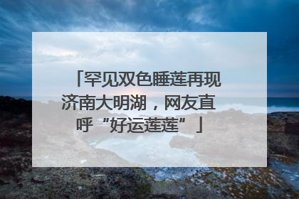 罕见双色睡莲再现济南大明湖，网友直呼“好运莲莲”