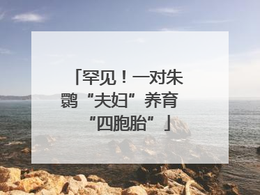 罕见！一对朱鹮“夫妇”养育“四胞胎”