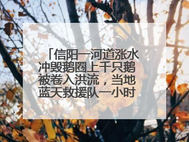 信阳一河道涨水冲毁鹅圈上千只鹅被卷入洪流，当地蓝天救援队一小时赶鹅上岸