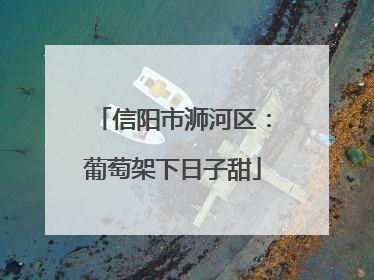 信阳市浉河区：葡萄架下日子甜