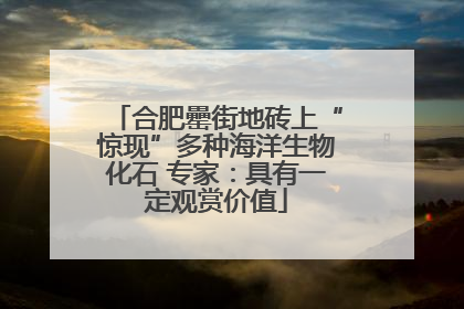合肥罍街地砖上“惊现”多种海洋生物化石 专家：具有一定观赏价值