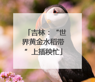 吉林：“世界黄金水稻带”上插秧忙