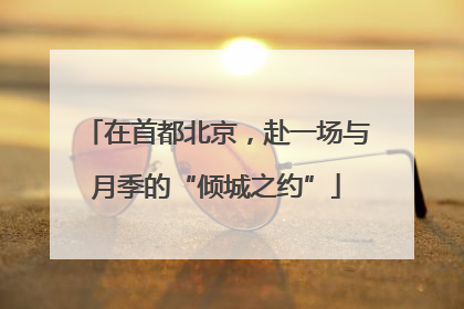 在首都北京，赴一场与月季的“倾城之约”