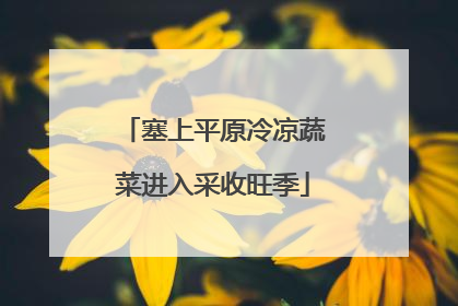 塞上平原冷凉蔬菜进入采收旺季