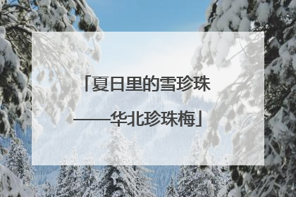夏日里的雪珍珠——华北珍珠梅