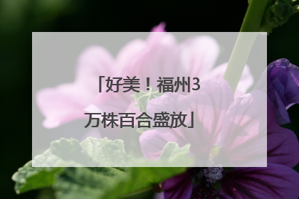 好美！福州3万株百合盛放