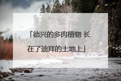 德兴的多肉植物 长在了迪拜的土地上