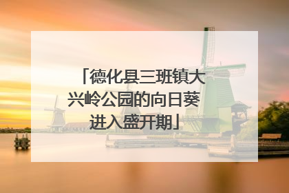 德化县三班镇大兴岭公园的向日葵进入盛开期