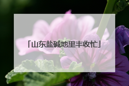 山东盐碱地里丰收忙