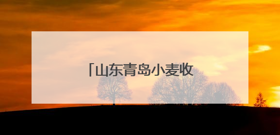 山东青岛小麦收获作业全面展开
