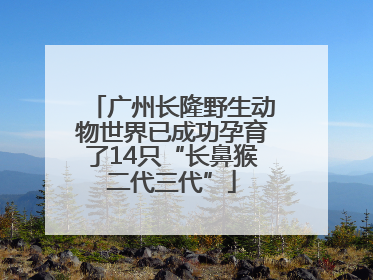 广州长隆野生动物世界已成功孕育了14只“长鼻猴二代三代”