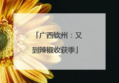广西钦州：又到辣椒收获季