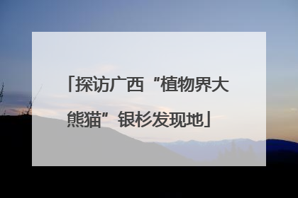 探访广西“植物界大熊猫”银杉发现地