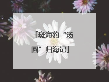 斑海豹“汤圆”归海记
