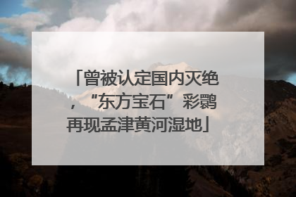 曾被认定国内灭绝，“东方宝石”彩鹮再现孟津黄河湿地