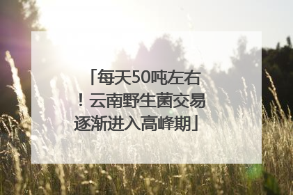 每天50吨左右！云南野生菌交易逐渐进入高峰期