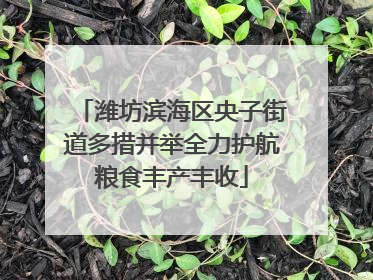 潍坊滨海区央子街道多措并举全力护航粮食丰产丰收