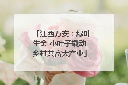 江西万安：绿叶生金 小叶子撬动乡村共富大产业