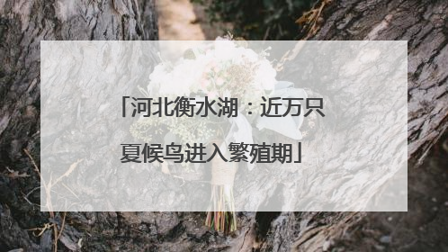 河北衡水湖：近万只夏候鸟进入繁殖期