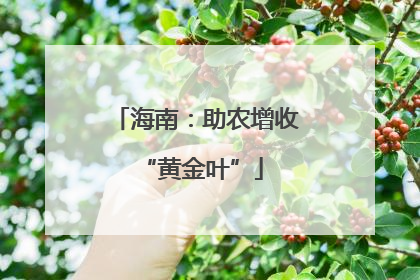 海南：助农增收 “黄金叶”