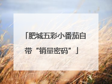 肥城五彩小番茄自带“销量密码”
