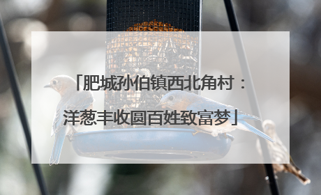 肥城孙伯镇西北角村：洋葱丰收圆百姓致富梦