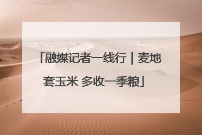 融媒记者一线行｜麦地套玉米 多收一季粮