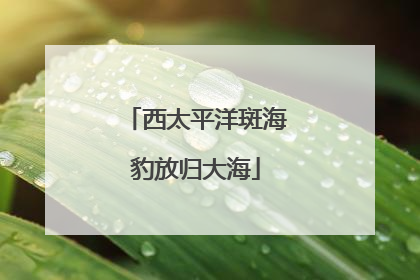 西太平洋斑海豹放归大海
