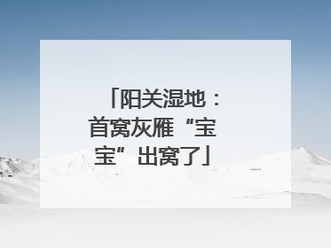 阳关湿地：首窝灰雁“宝宝”出窝了