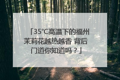 35℃高温下的福州茉莉花越热越香 背后门道你知道吗？